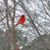 Patty Cordell's profile image