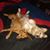 Alecia Arredondo's profile image