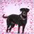 Lisa Alaimo Wolfe's profile image