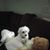 Theresa Zanon Granquist's profile image