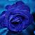 Heather Stives Lopez's profile image