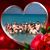 Shelly Ackerman's profile image