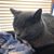 Anne Caruso's profile image