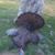Corey Waddle's profile image