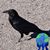 J Raven Lancaster's profile image