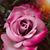 Chris Herrin's profile image