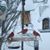 Linda Woellner Schotz's profile image