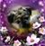 Ro Zana's profile image