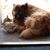 Toby K. Petty's profile image