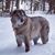 Karen Gilluly Snow's profile image