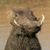 Ray Bonavitch's profile image