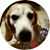 Debbie Hanley- Beale's profile image