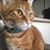 Amy Coombes's profile image