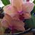 Sherry Hill's profile image