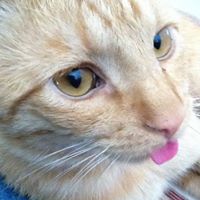 Susan Gainoutdinov's profile image