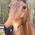 Laurie Carlson's profile image