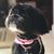 Lorraine Stevenson Gazzara's profile image