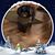 Lynne Meyer's profile image