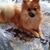 Shirley Knowles's profile image