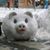 Gayla Allen's profile image
