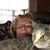 Lynne McCarthy Murray's profile image