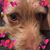 Karyn Alvarado's profile image