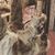 Shana Brown's profile image