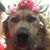Amy Brown's profile image