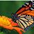 Doreen Cole's profile image