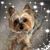 Laura Kooken Snyder's profile image