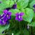 Violet Horne's profile image