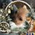 Tammy Voyto's profile image