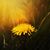 Anne Schweitzer's profile image