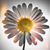Star Shew-York's profile image