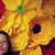 Suzi Lor's profile image