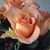Marian L Gibbons's profile image