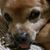 Lizzie Torres Bernabe's profile image