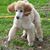 Diana Voetsch Allred's profile image