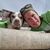 Lisa Adcox-Mensing's profile image