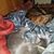 Andrea N Tommy Francisco's profile image