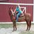 Paula Nipper's profile image
