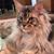 Alexandra Bridge McNeal's profile image