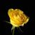 Tammy Singer's profile image