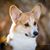Chris Wangensteen-Eklund's profile image