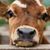 Cheryl Allagood's profile image