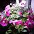 Brenda Scott Kroepel's profile image