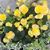 Pam Lindenman's profile image