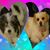 Suzie Peck's profile image