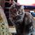 Terri Honsinger's profile image