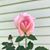 Debbie Santo's profile image